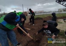 Сакура и яблони Недзвецкого: в Волжском продолжается акция по озеленению