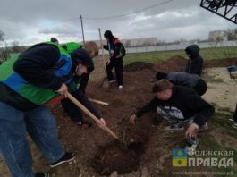 Сакура и яблони Недзвецкого: в Волжском продолжается акция по озеленению