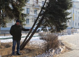 Снос елей на улице Фонтанной в Волжском приостановят до осени