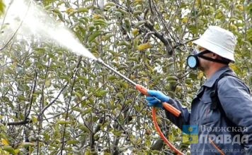 В Волжском целую неделю будут обрабатывать деревья от вредителей