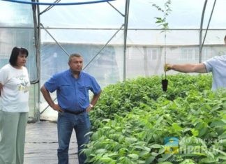 Волжский получит новые деревья, приспособленные к местному климату