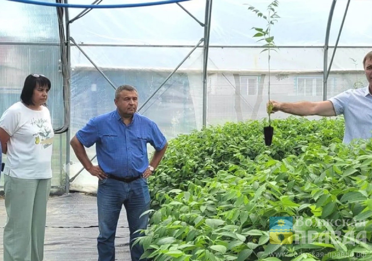 Волжский получит новые деревья, приспособленные к местному климату |  01.08.2023 | Волжский - БезФормата