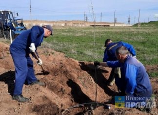 В Волжском сотрудники «Водоканала» и ИК-12 высадили на очистных сооружениях 180 тополей Болле