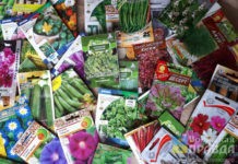 Жителям Волжского посоветовали, как подготовить семена к посеву на рассаду в феврале 2026-го года