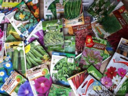 Жителям Волжского посоветовали, как подготовить семена к посеву на рассаду в феврале 2026-го года