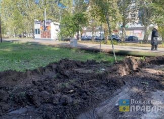 Владелец большегруза заплатит за повреждённое дерево и зелёную зону