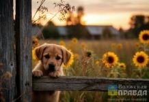 Лежала на асфальте и дёргалась: в Волгограде машина на медленной скорости проехала по собаке