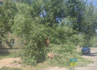 ветка дерева упала от ветра