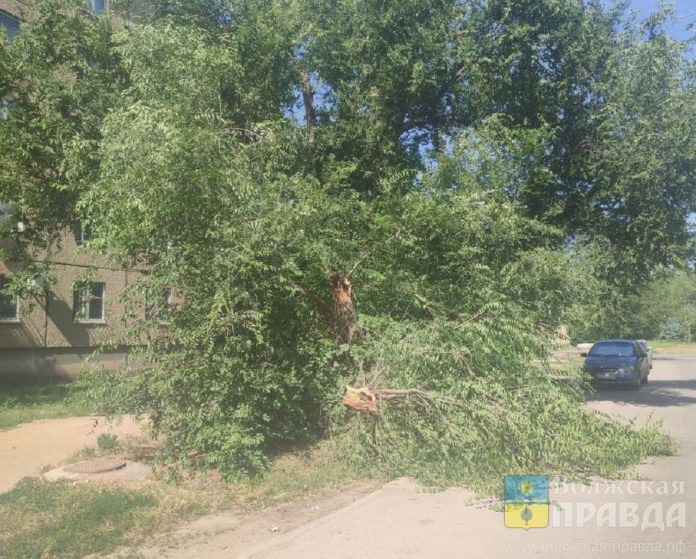 ветка дерева упала от ветра