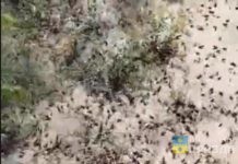 Рядом с Волжским ликвидировали очаги саранчи