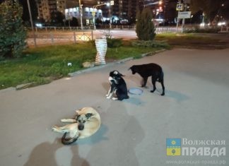 Волжане говорили о кромешной тьме, страшных собаках и гаражных останках