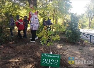 Первоклассники Волжского высадили аллеи во всех городских школах
