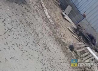 У Волжского СНТ «Тюльпан» осаждают полчища прожорливой саранчи