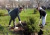 В Волжском высадили саженцы сербских елей