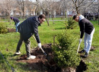 В Волжском высадили саженцы сербских елей