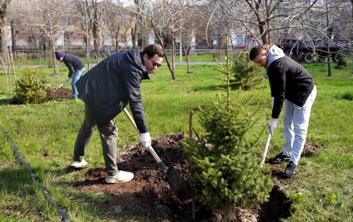 озеленение, саженцы, ели сербские
