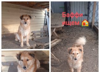 Хочу в добрые руки: Очаровашка Баффи