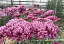 В Волжском «Бал хризантем» за первые дни работы посетили 4,5 тысячи человек