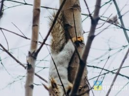 В волжском парке «Гидростроитель» возможно пополнение отряда беличьих