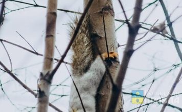 В волжском парке «Гидростроитель» возможно пополнение отряда беличьих