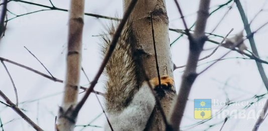 В волжском парке «Гидростроитель» возможно пополнение отряда беличьих