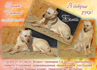 Хочу в добрые руки: Белка