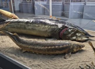 В Волгограде выставили на показ двухметровую белугу