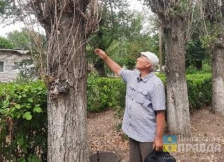 При строительстве спортивного кластера у стадиона имени Логинова в Волжском обновят зеленый фонд
