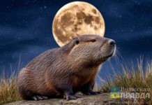 В небе над Волжским 5 ноября появится огромная «Бобровая Луна»