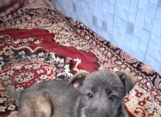 Хочу в добрые руки: Добрый Бой