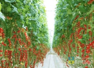 Волжский «Овощевод» заявил, что мозаика пепино его не остановит