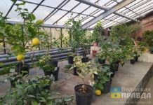 Жителям Волжского рассказали, как провести дезинфекцию теплицы в апреле 2026-го года