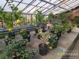 Жителям Волжского рассказали, как провести дезинфекцию теплицы в апреле 2026-го года