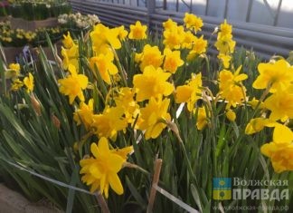 Сколько выходных в марте 2023 года добавит Международный женский день