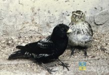 Думали – оказия, оказалось – инвазия: как читатели «Волжской правды» участвуют в составлении Красной книги региона