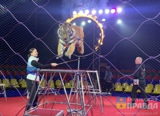Волгоградский цирк закрывается на ремонт до 2024 года