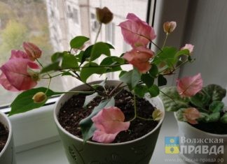 Жителям Волжского рассказали, что нужно сделать с комнатными цветами в День влюбленных