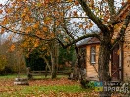 Дачникам из Волжского рассказали, какие деревья можно можно привить осенью