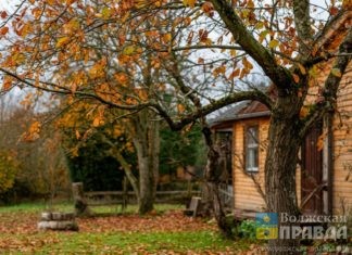 Как лучше обрезать деревья в ноябре 2025 года