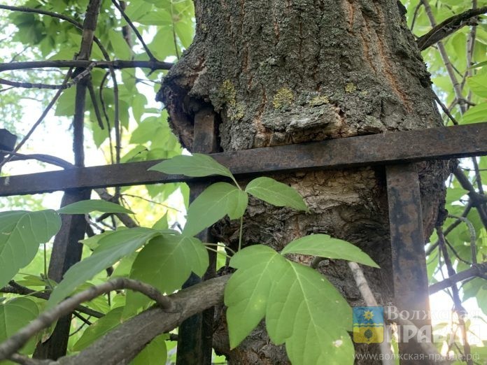 дерево и забор ЕД