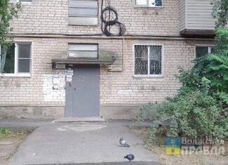 В Волжском соседи не могут найти компромисс по поводу кормёжки птиц