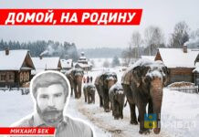 Домой, на родину. Почему слон так важен для русского человека