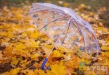 дождь зонт осень
