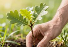 2,7 млн саженцев высадят в лесах Волгоградской области