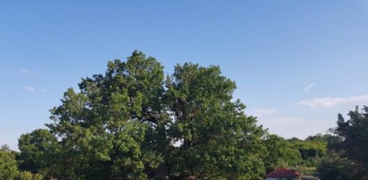 700-летний дуб из Фролово представил Волгоградскую область на всероссийском конкурсе