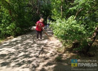 В Волжском вандалы завязали в узел яблоню
