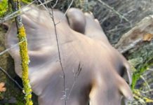 В Волгоградской области нашли вешенку диаметром полметра