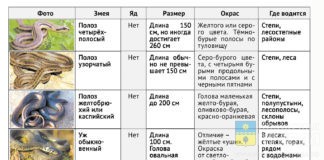 Змеи Волгоградской области