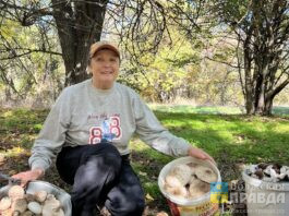 «И тогда я на неё залаяла»: известные волжане поделились своими грибными историями