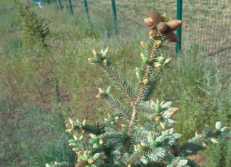 Кто завершит благое начинание в посёлке Краснооктябрьском?